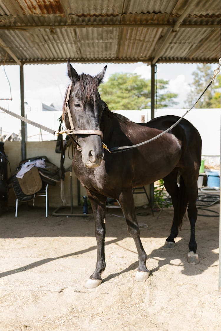 Black Horse On Farm