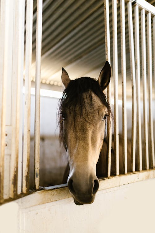 Free Brown Horse in Cage Stock Photo