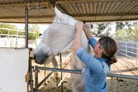 A Woman Putting a Fly Mask to a White Horse