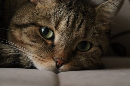 Free Adorable tabby cat with green eyes resting indoors, showcasing its charming fur and whiskers. Stock Photo