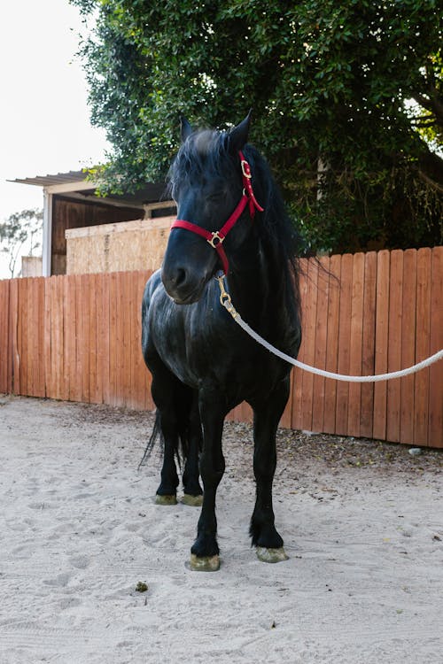 Plano de fundo Cavalo, Animais, Garanhão