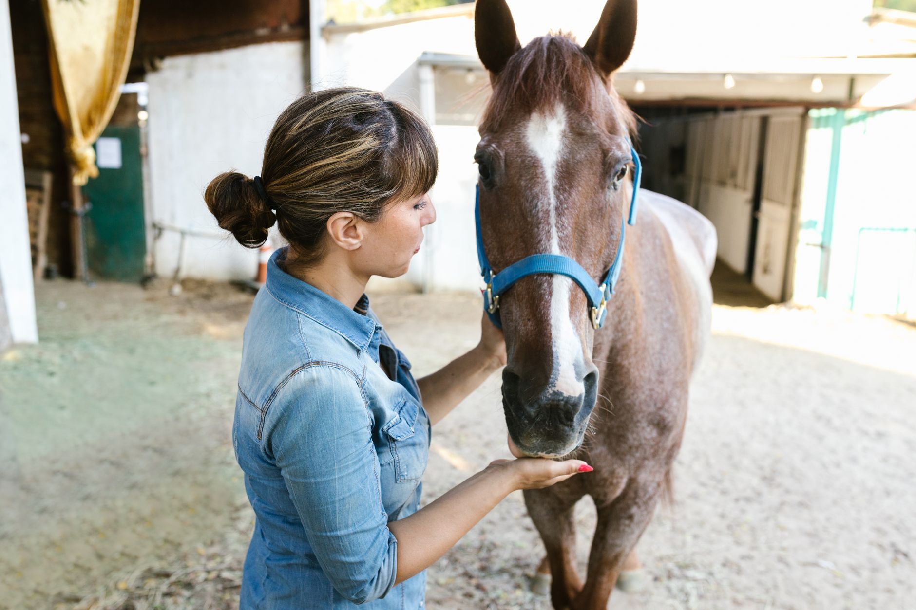 Veterinarian examining a horse during a checkup