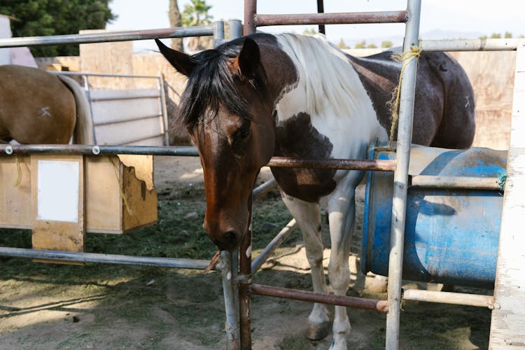 Horses On The Stable