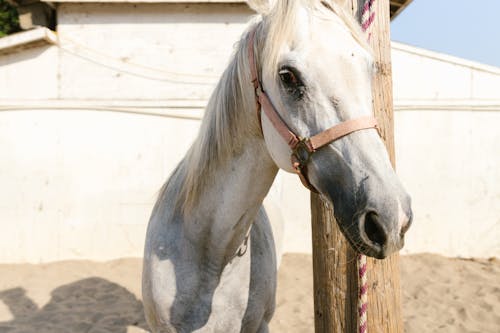Foto profissional grátis de animal, cavalo, chácara