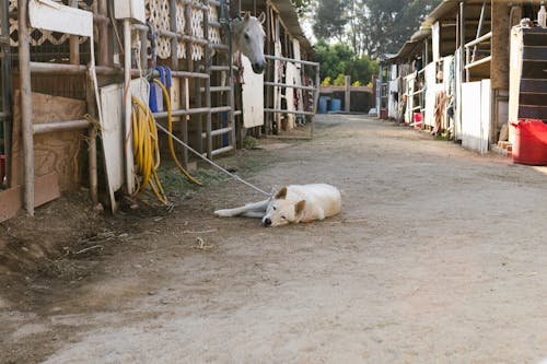 Безкоштовне стокове фото на тему «білий кінь, білий собака, життя»