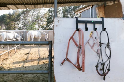 grátis Foto profissional grátis de agricultura, animal, cavalo Foto profissional