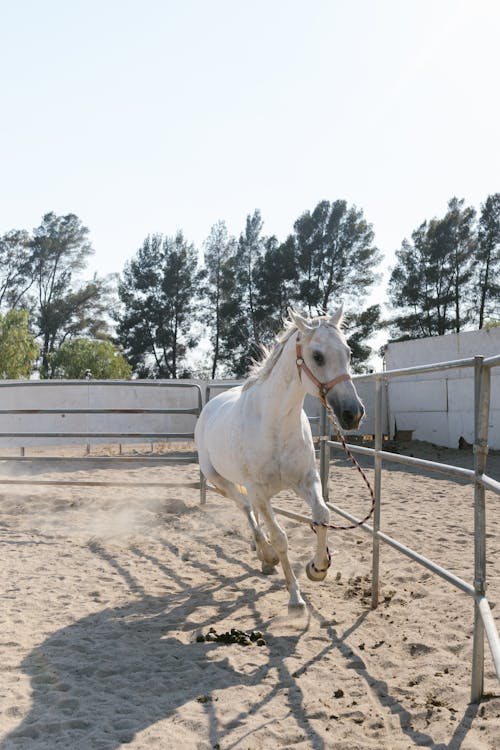 grátis Foto profissional grátis de animal, areia, cavalo branco Foto profissional