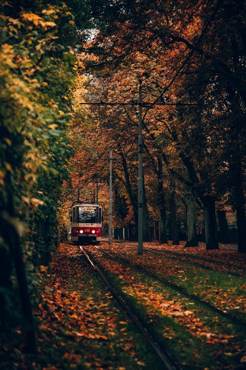 Základová fotografie zdarma na téma dopravní systém, padání, podzim