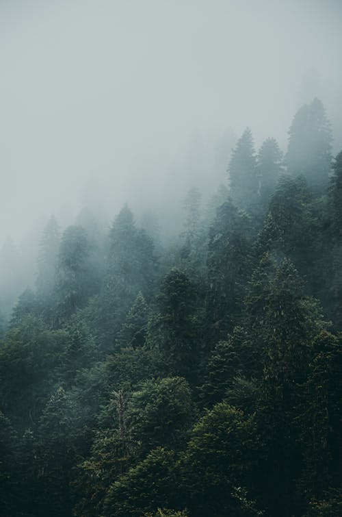 Foto profissional grátis de árvores verdes, floresta, natureza