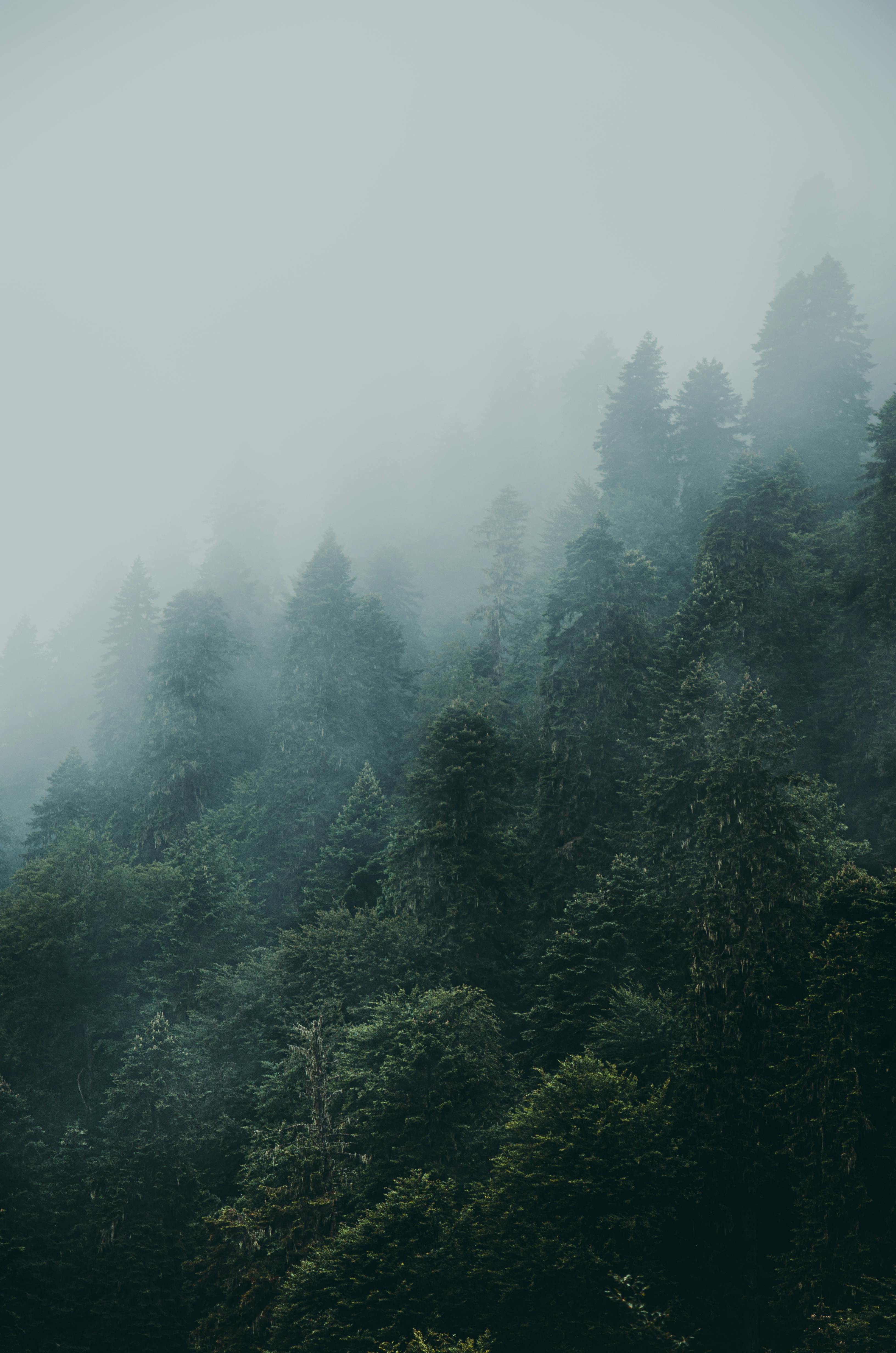 Green Leafed Trees Covered With Fogs · Free Stock Photo