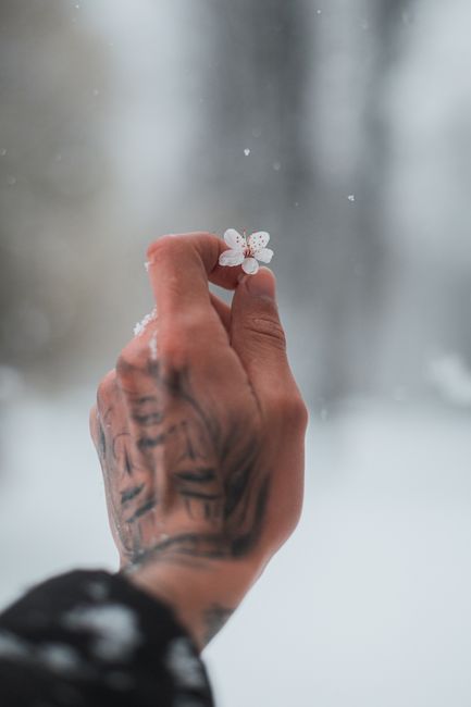 A tattooed hand gently holding a cherry blossom amidst a snowy background, symbolizing contrast.