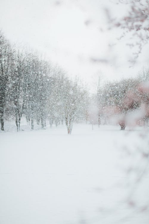 下雪, 下雪的天氣, 冬季 的 免费素材图片