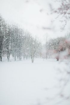 Peaceful winter scene with snow-covered trees during snowfall, creating a serene atmosphere.