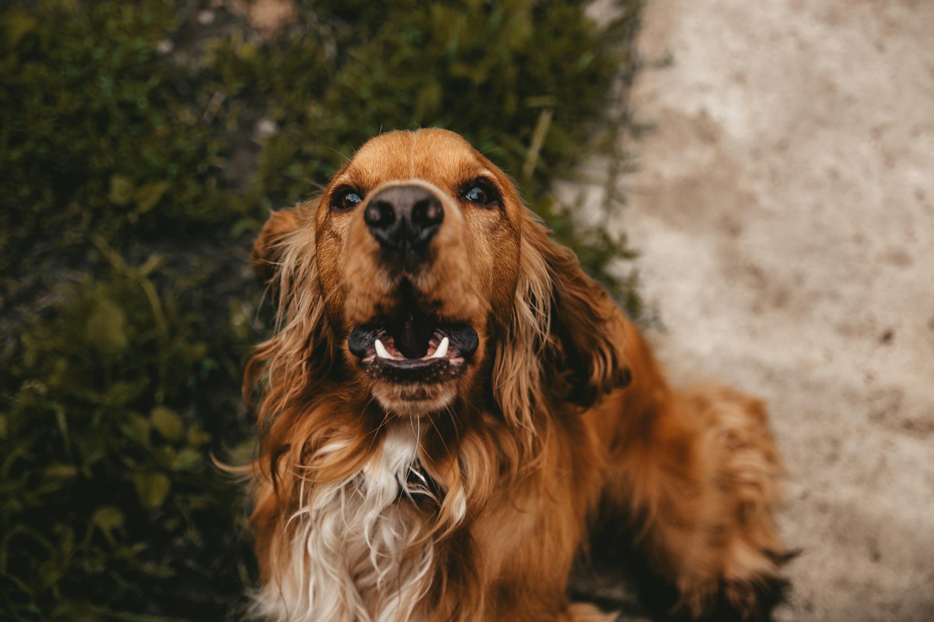 Le museau d'un spaniel