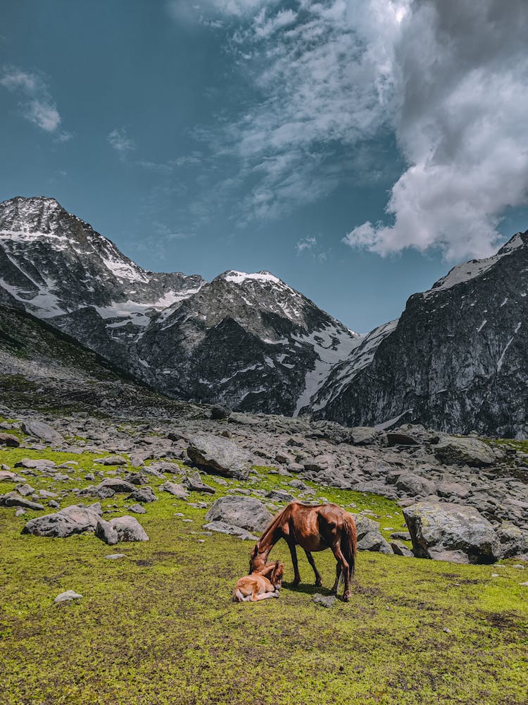 A Horse And Its Foal On A Rocky Grass Field 