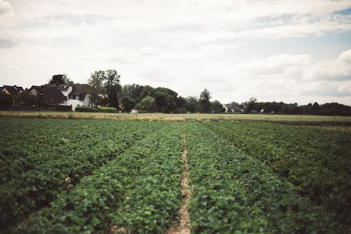 Δωρεάν στοκ φωτογραφιών με αγρόκτημα, γεωργία, γήπεδο Φωτογραφία από στοκ φωτογραφιών
