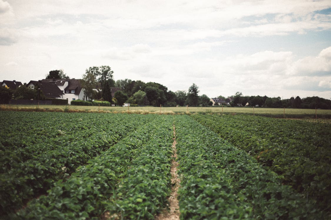 Farmland Under White Clouds