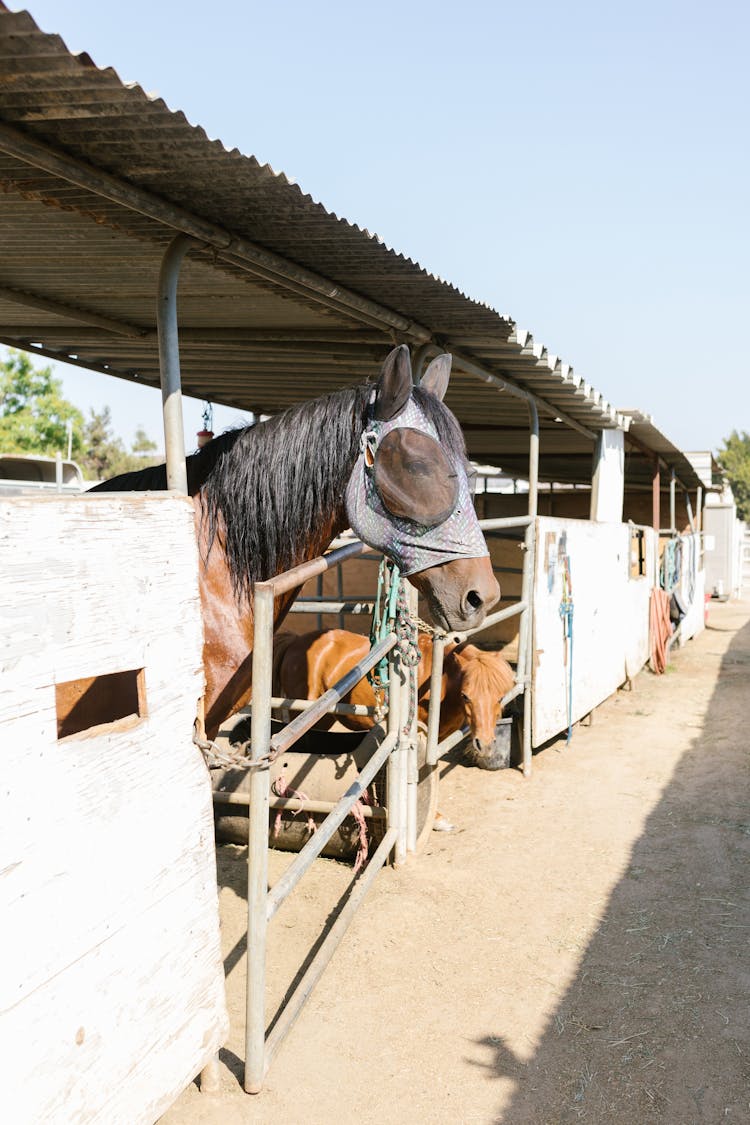 A Horse In A Stable With A Horse Fly Mask