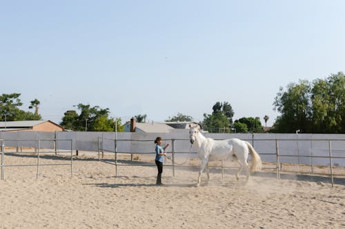 Δωρεάν στοκ φωτογραφιών με αγρόκτημα, άμμος, άσπρο άλογο
