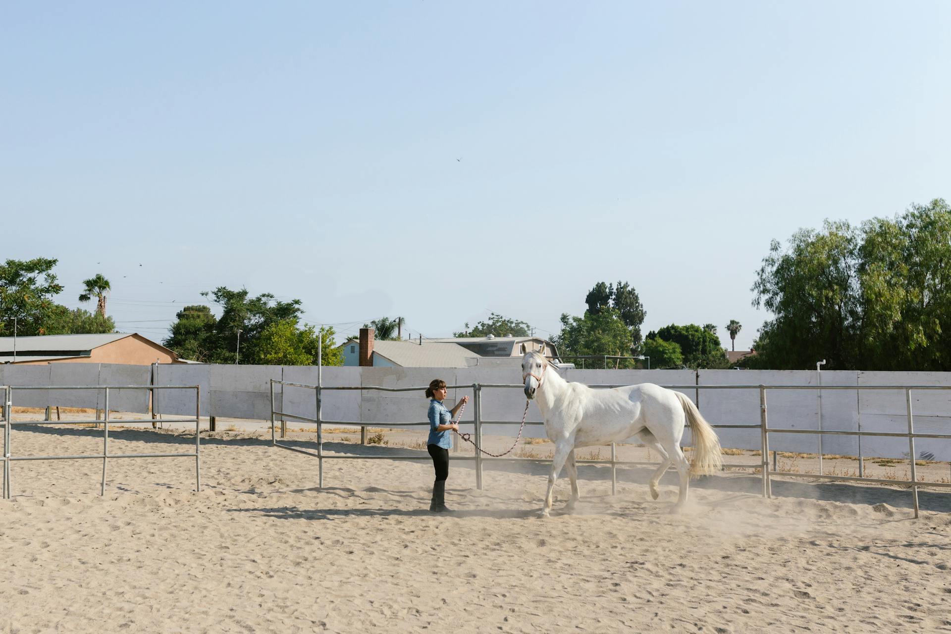 A Woman Taking Care of Her White Horse