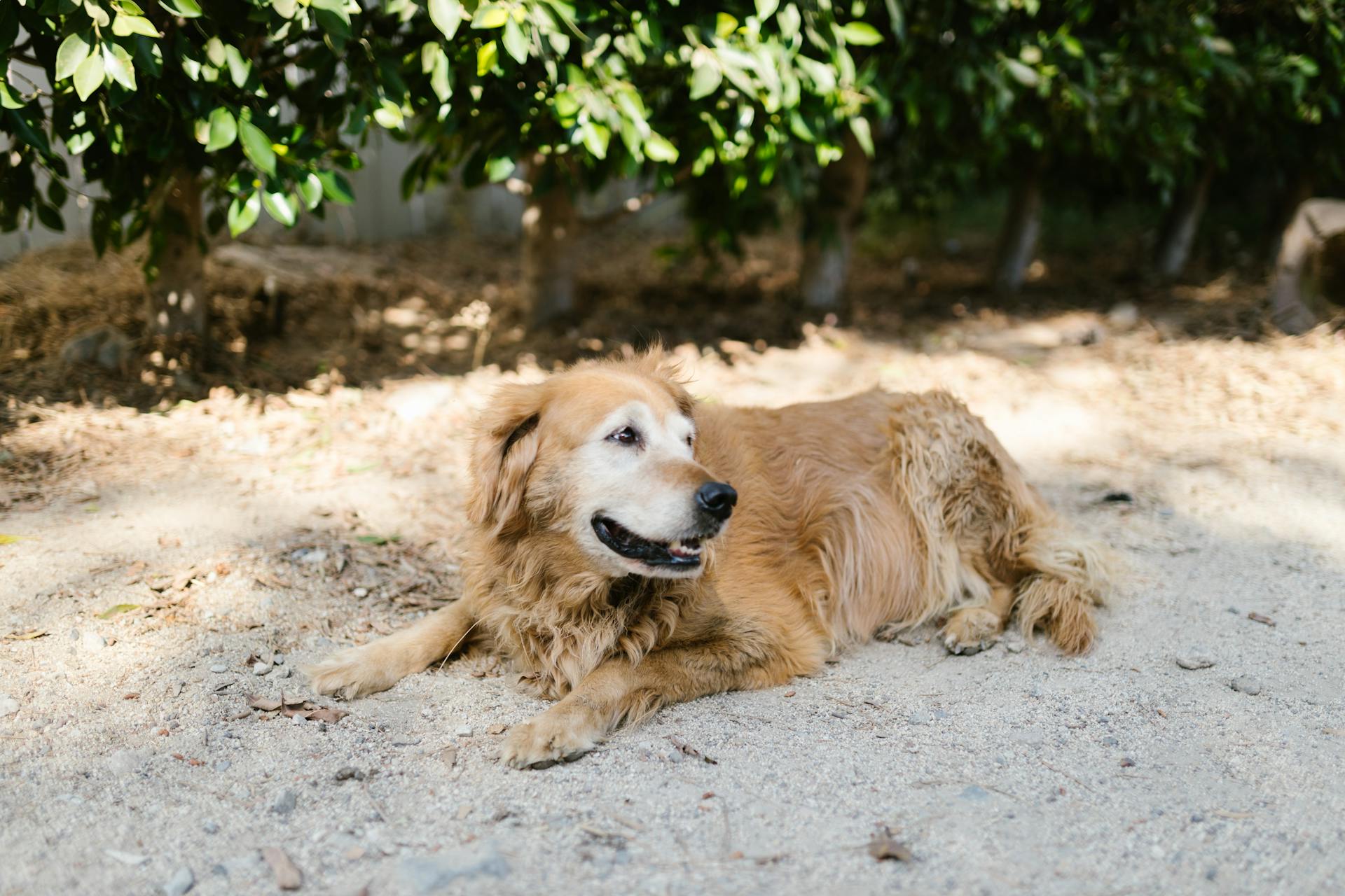 En golden retriever ligger på marken