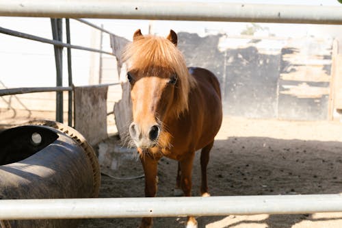 Shallow Focus Photo of a Brown Horse Inside the Ranch