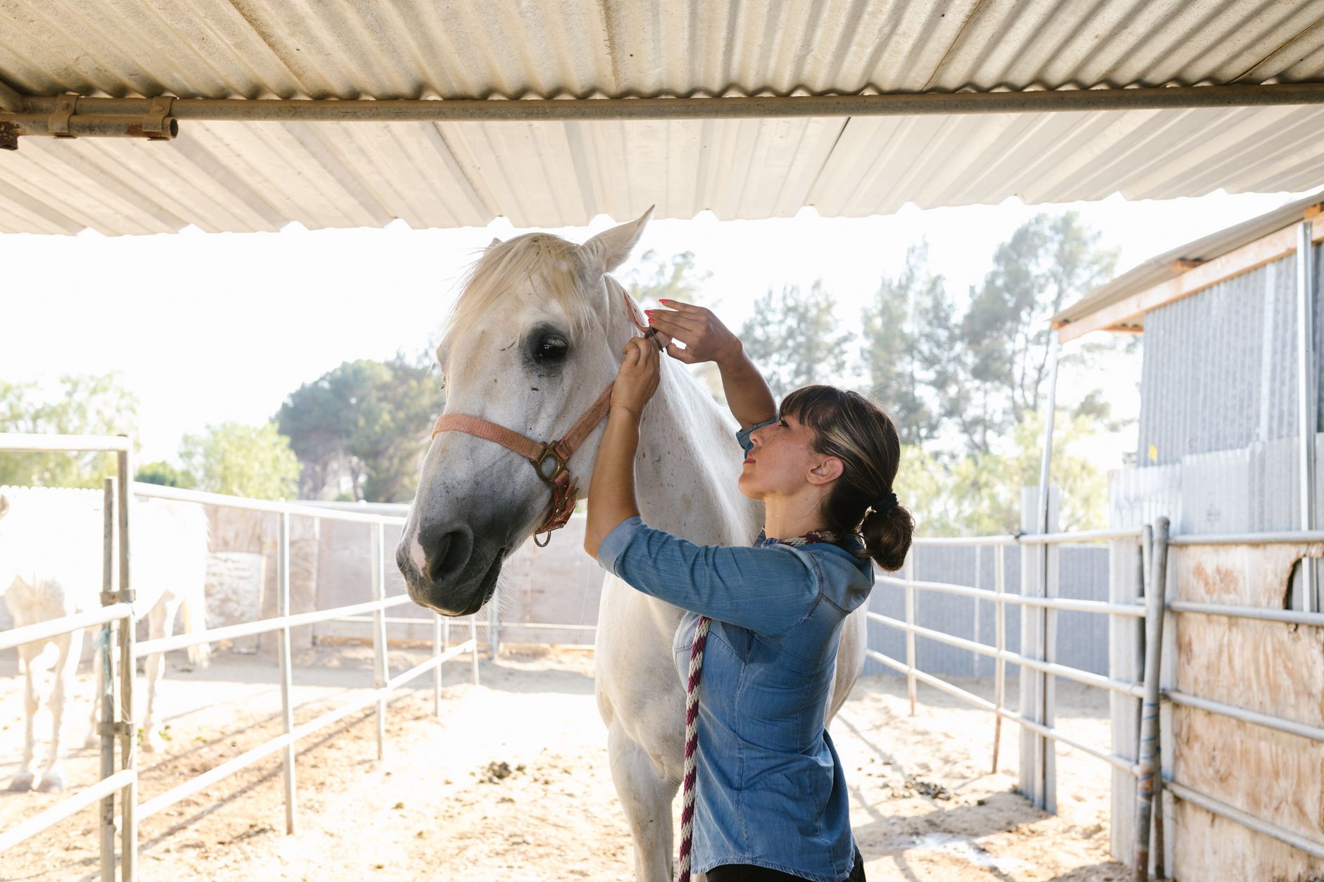 Veterinarian examining a horse during a checkup