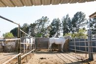 Two White Horses Inside the Ranch