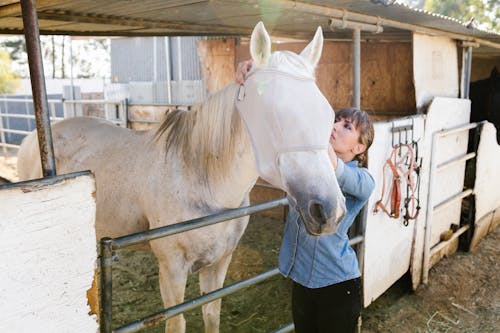 Δωρεάν στοκ φωτογραφιών με αγρόκτημα, άσπρο άλογο, γεωργία