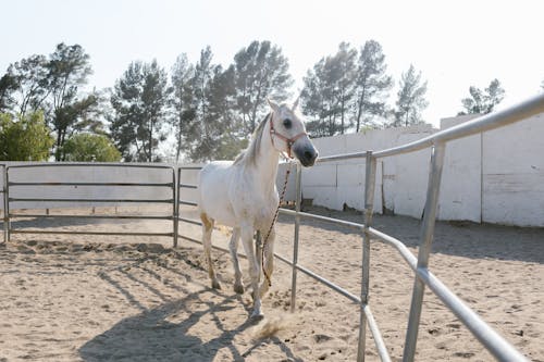 A White Horse Inside the Ranch