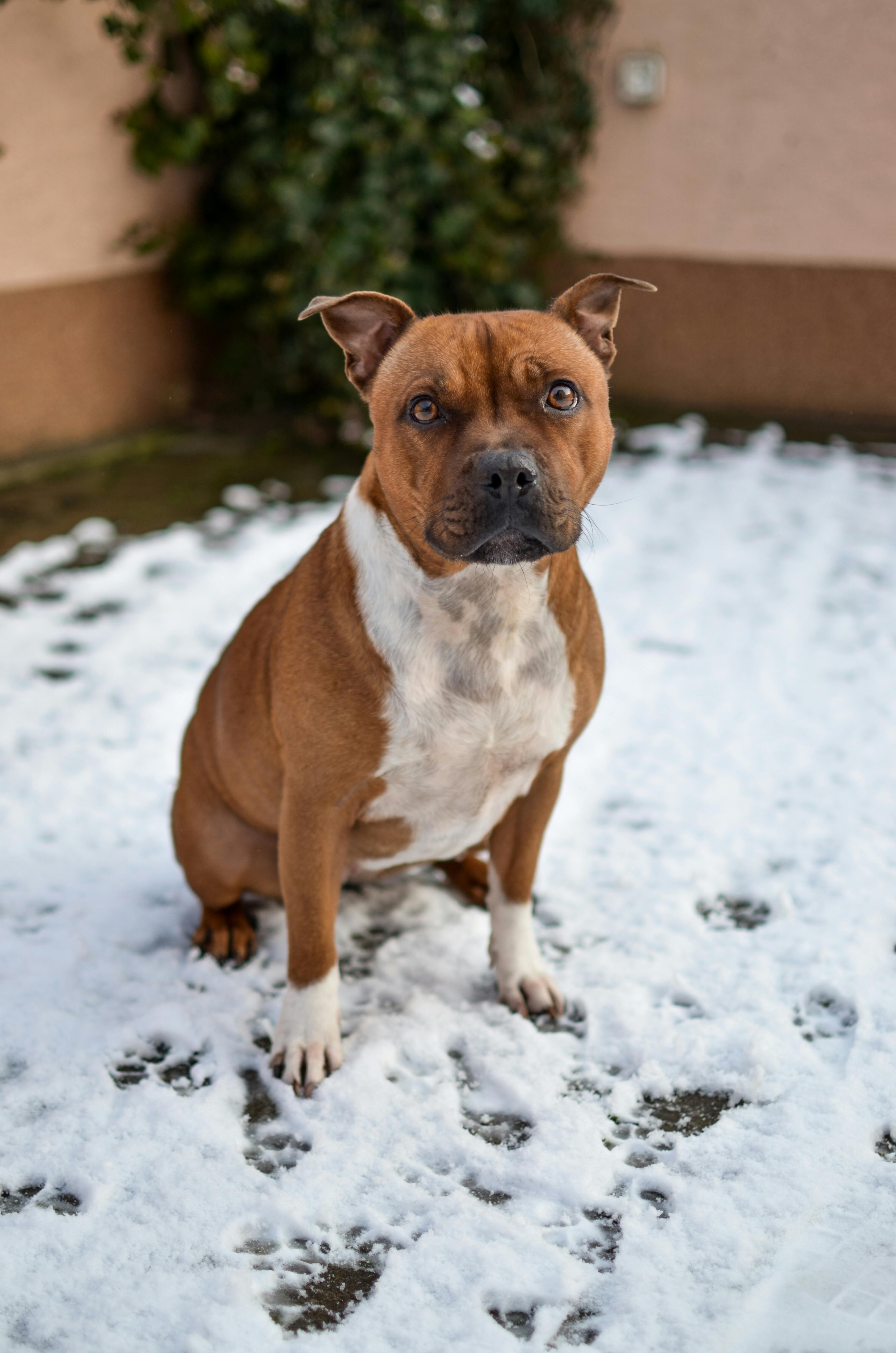 Foto Stok Gratis Tentang Anjing Anjing Coklat Anjing Di Salju