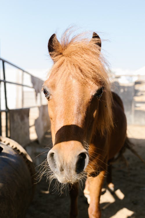 Shallow Focus Photo of a Brown Horse