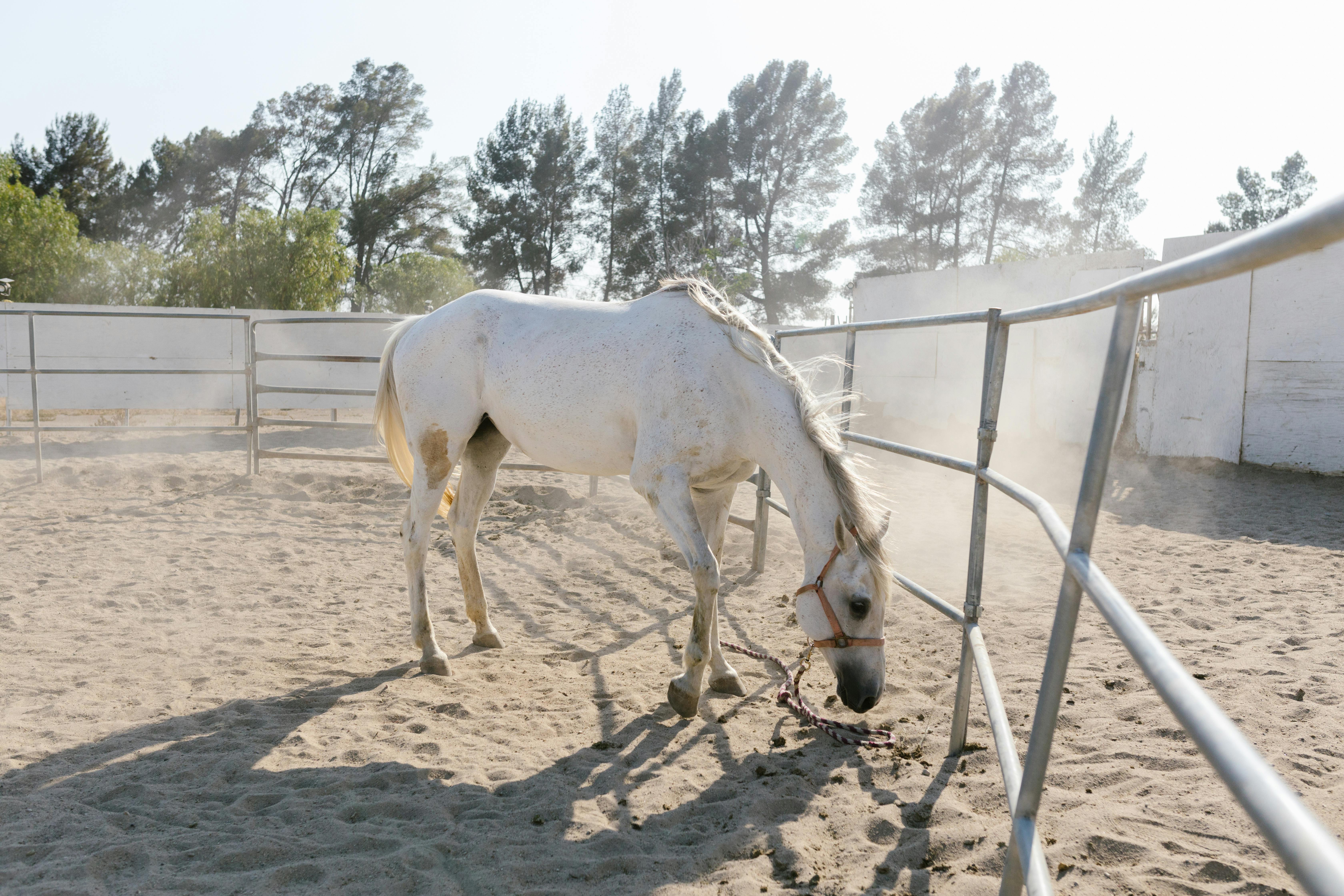 A serene white horse grazes within a sandy fenced enclosure under bright daylight.