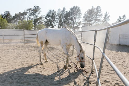 Free A White Horse Inside the Ranch Stock Photo