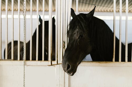 A Black Horse Inside the Stable