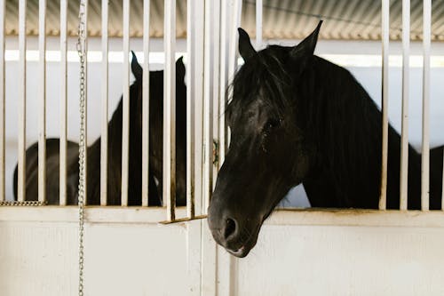 Gratis stockfoto met beest, boerderij, hengst