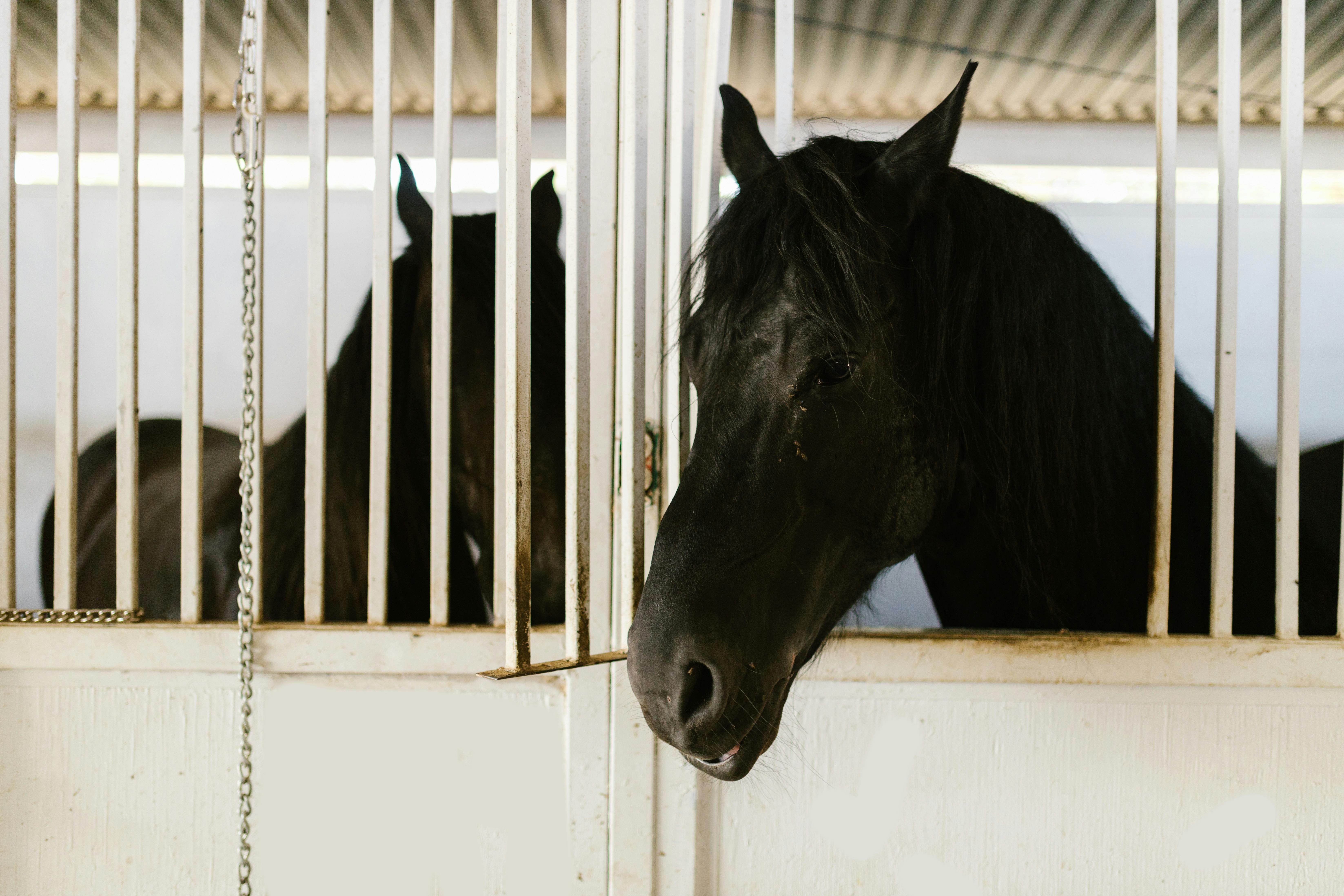 Animal Husbandry Photos, Download The BEST Free Animal Husbandry Stock  Photos & HD Images