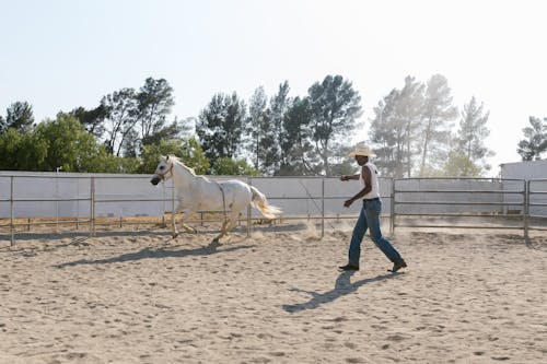 Gratis arkivbilde med buskap, cowboy, hest