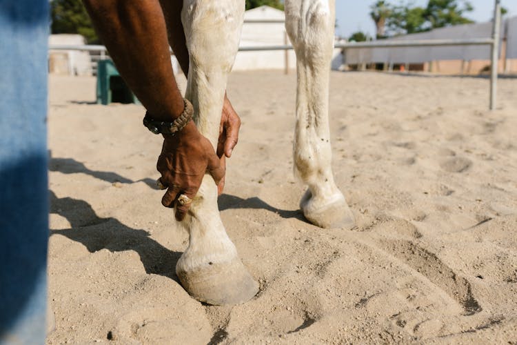 Man Hands Holding Horse Legs