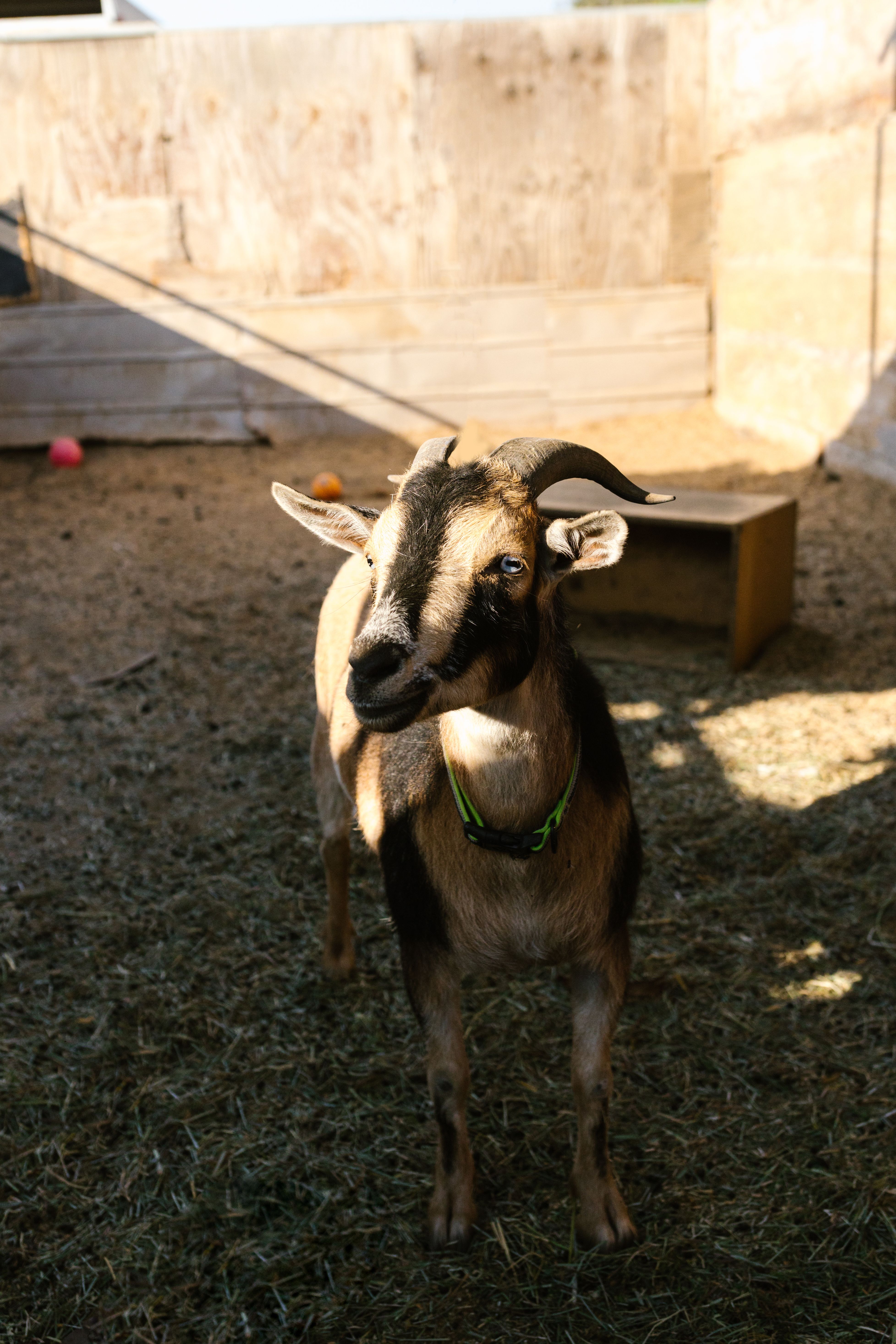 Brown and Black Goat · Free Stock Photo