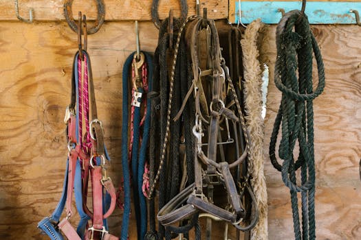 Closeup of various horse tack hanging in a stable, showing ropes and straps.