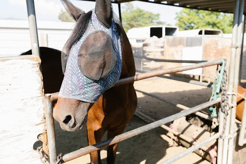 Gratis stockfoto met beest, boerderij, bruin paard