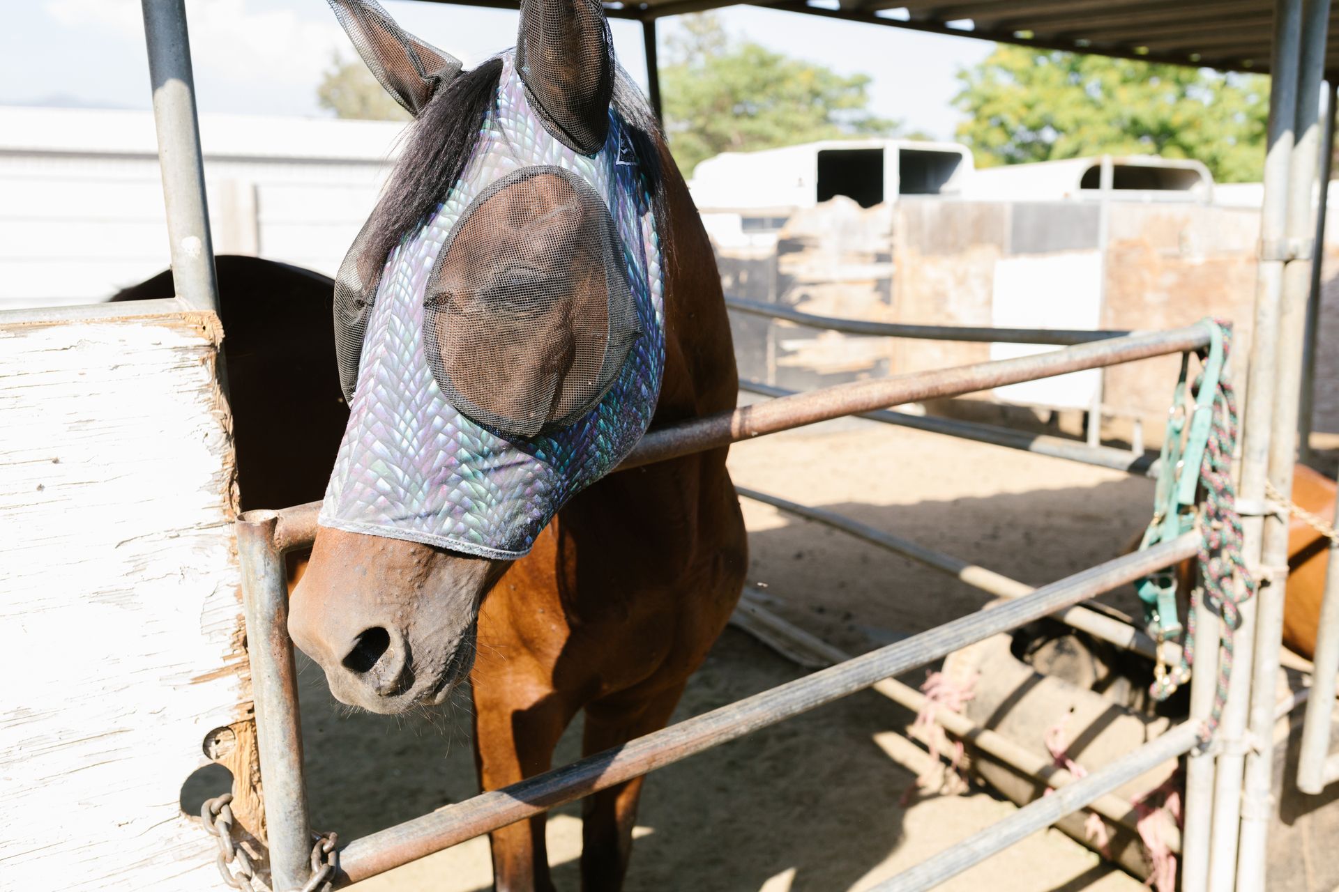 Close-Up Photo of a Horse Wearing a Fly Mask with Ear Covers