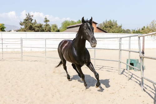 A Black Horse Galloping Inside the Ranch