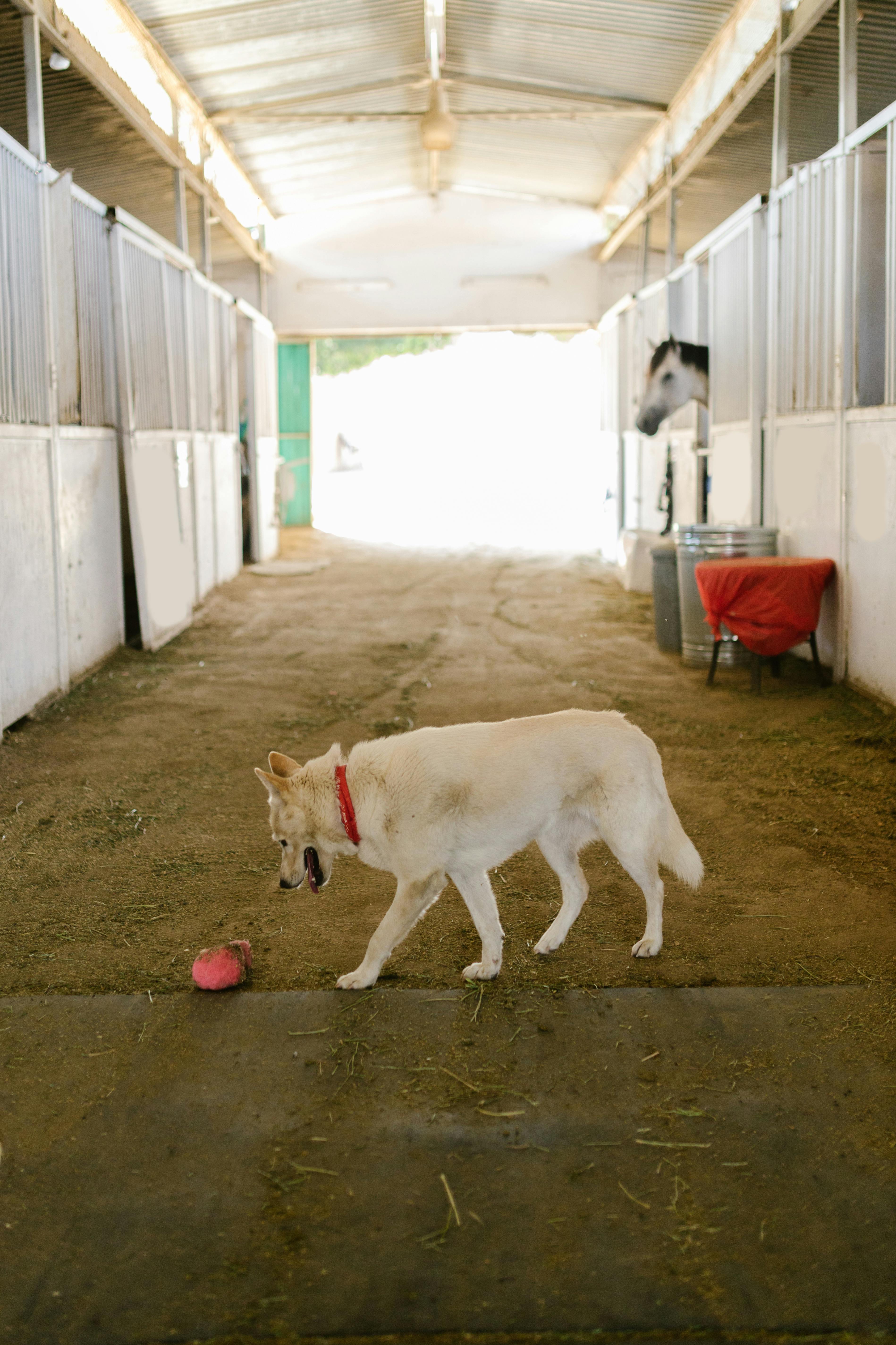 A dog with a toy in a barn aisle with a horse peeking from the stall.