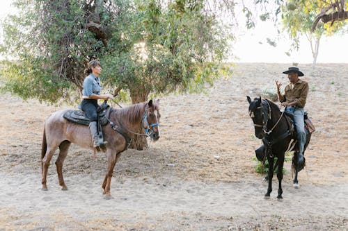 Gratis arkivbilde med bissel, buskap, cowboy