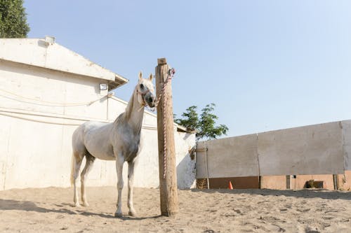 Gratis lagerfoto af dyrefotografering, equus, hest