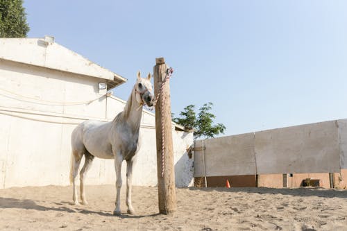 Foto profissional grátis de animal doméstico, cavalo, crina