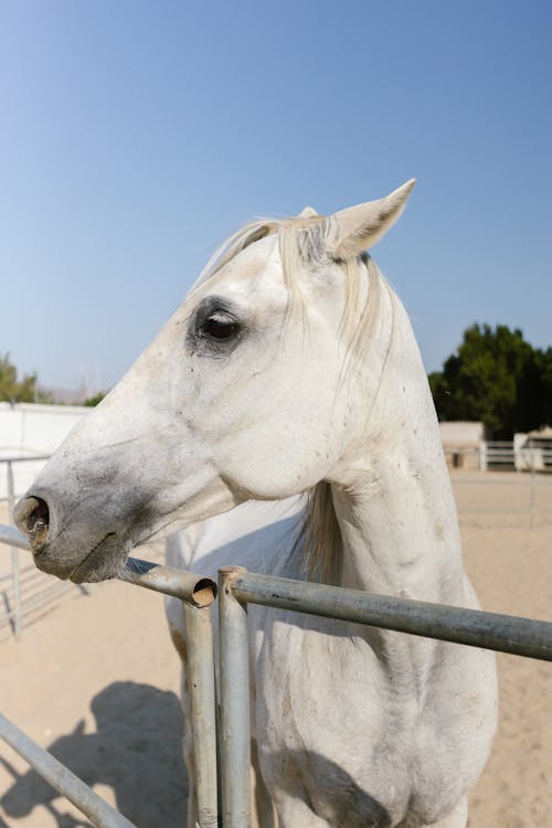Ücretsiz arazi, Beyaz at, çiftlik hayvanları içeren Ücretsiz stok fotoğraf Stok Fotoğraflar