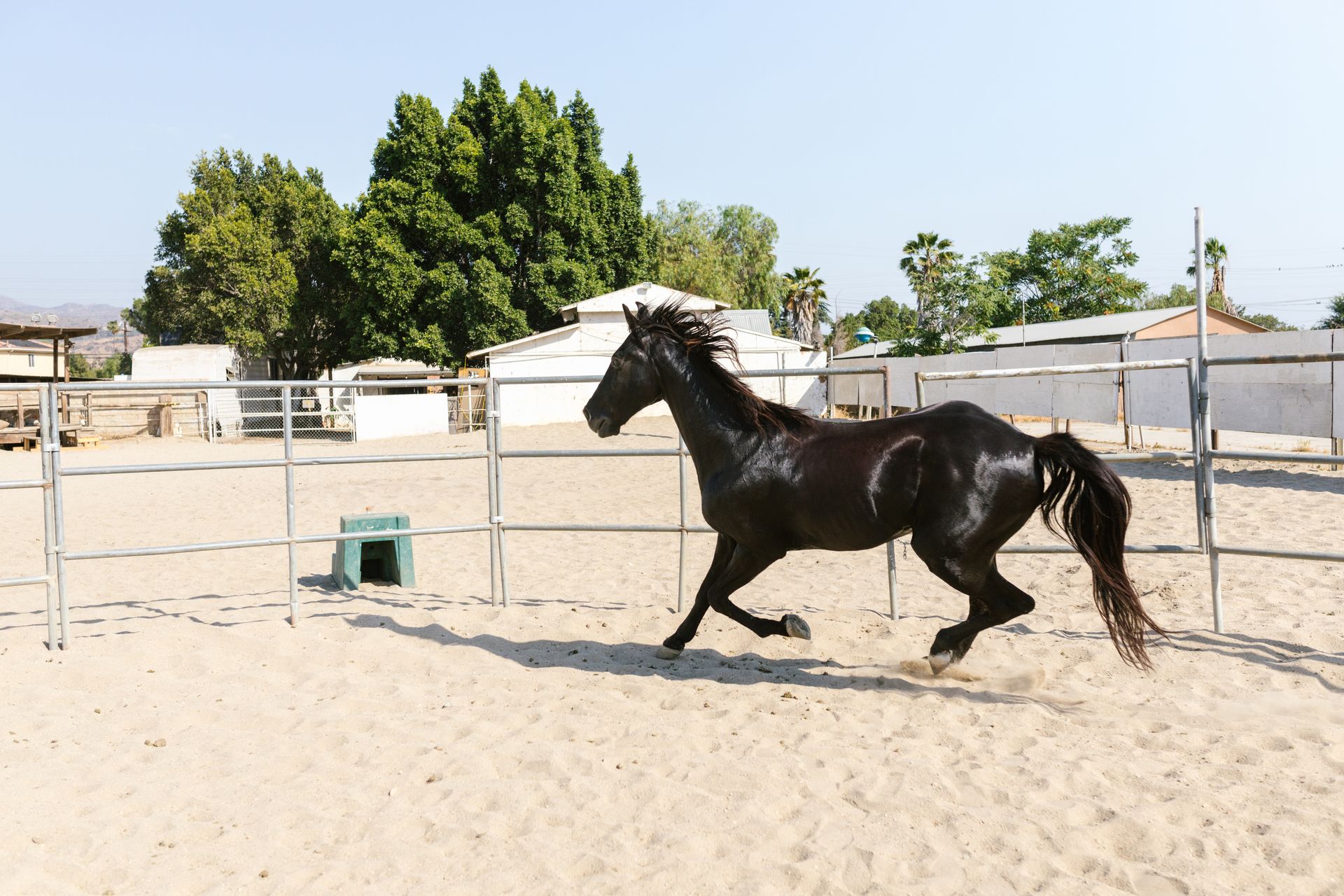 Black Horse Running in the Paddock